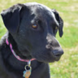 Meet your Posher, Abby